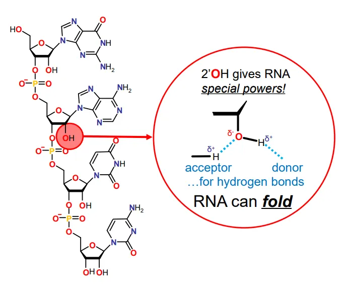 <p>the 2’ OH group (which is missing in DNA) allows hydrogen bonds to form, both as an acceptor and a donor</p><ul><li><p>this allows a tertiary structure to form</p></li><li><p>(the primary structure is the base sequence and the secondary structure is the base pairing )</p></li></ul><p></p>