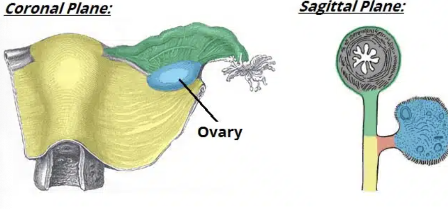 <p>which ligament is represented by green? red? yellow?</p>