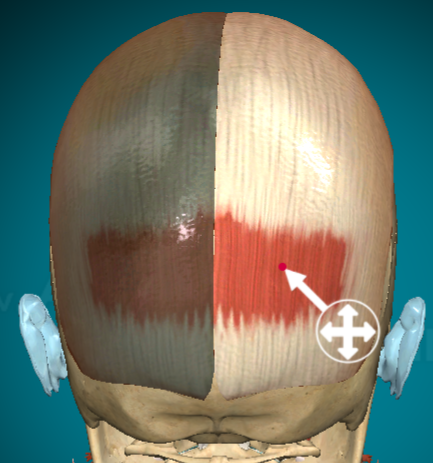 <ul><li><p>What? Occipitofrontalis occipital belly</p></li><li><p>f(x): retract scalp (?)</p></li></ul><p></p>