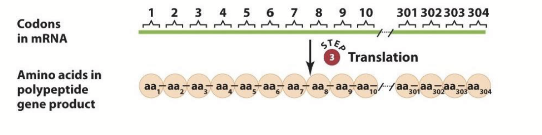 <p>How many nucleotides are necessary to specify a single amino acid? <strong>Degenerate</strong>, some amino acids are specified by more than one codon.</p><p><u>Singlet code</u> → since only 4 bases, only 4 codons specified… not enough for 20 amino acids.</p><p><u>Doublet code</u> → would specify only 4<sup>2</sup>=16 possible codons… not enough for 20 amino acids.</p><p><u>Triplet code</u> → would specify 4<sup>3</sup>=64 possible codons… sufficient for synthesis of the 20 amino acids if some amino acids were specified by more than one codon (which they are).</p>