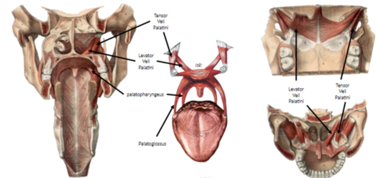 <p>Tensor veli palatini</p><p>levator veli palatini</p><p>palatoglossus</p><p>palatopharyngeus</p>
