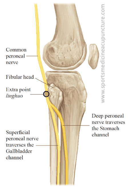 <ul><li><p>superficial fibular nerve</p></li><li><p>deep fibular nerve</p></li></ul><p></p>
