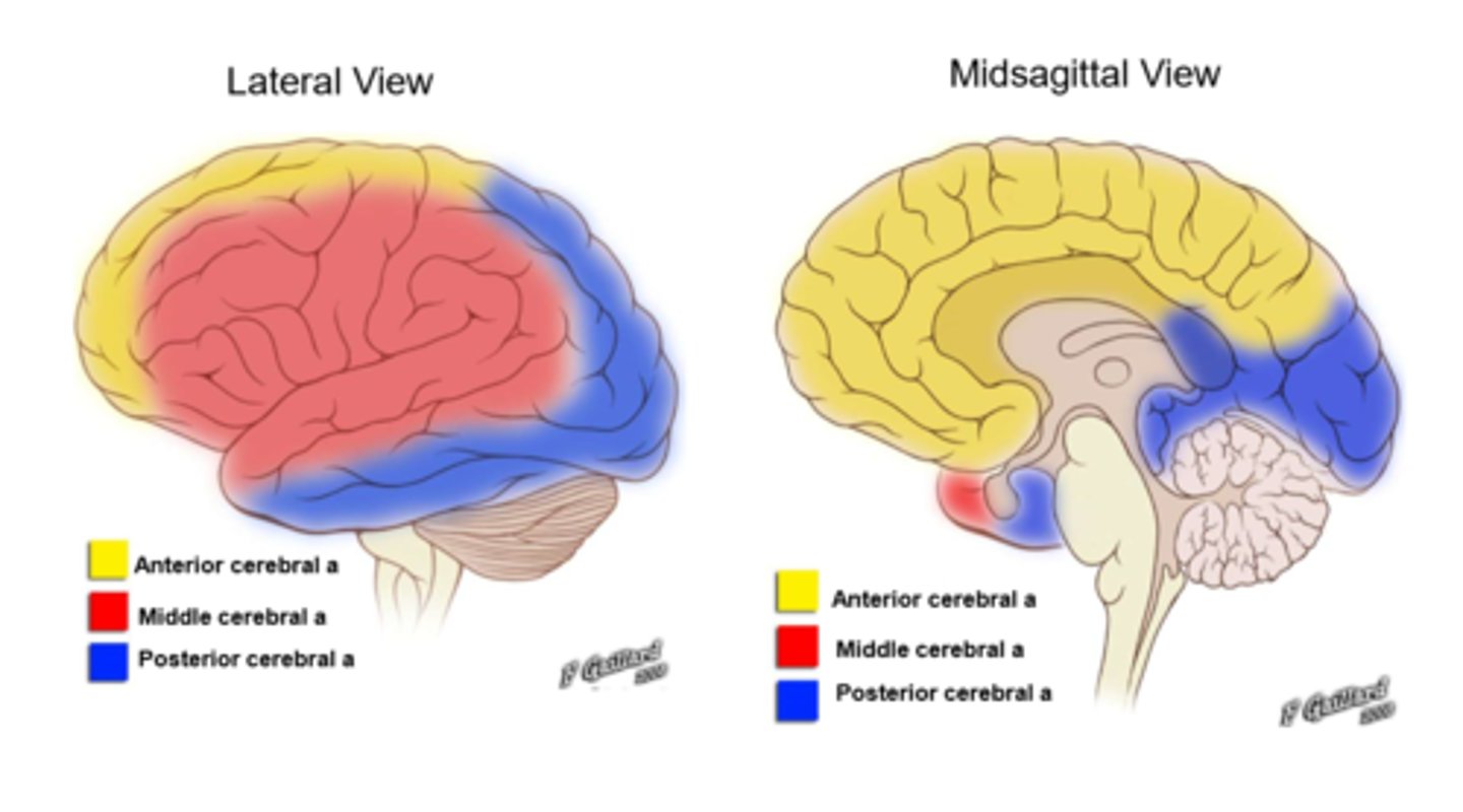 <p>middle cerebral artery</p>