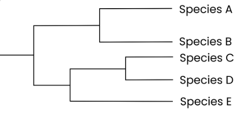 <p>● Branch point = common ancestor</p><p>● Branch = evolutionary path</p><p>● If two species have a more recent common ancestor, they are more closely related (eg. C &amp; D)</p>
