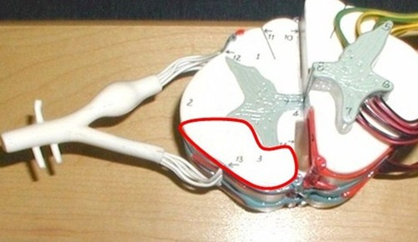 <p>White matter</p><p>sensory to brain - temp and pain</p><p>from brain - motor information</p>