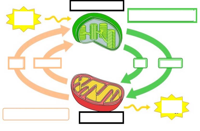 <p>Connection between Cellular Respiration and Photosynthesis Diagram</p>