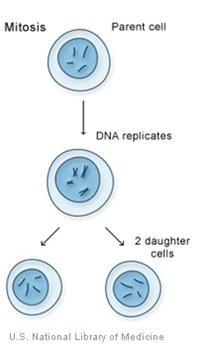 <p>Part of eukaryotic cell division during which the cell nucleus divides and forms two daughter cells. These cells are identical diploid cells.</p>