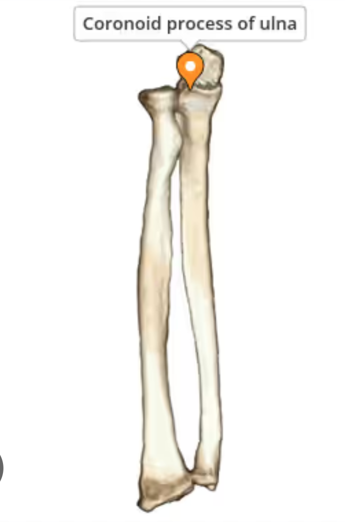 <p>A prominence at the front of the ulna which articulates with the humerus and radius. It has an outside, lateral part and an inside medial part.  The medial part (Medial Coronoid Process) can become diseased.</p>