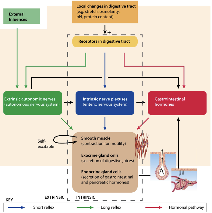 <p><span style="color: rgb(255, 255, 255);"><span>long-range chemical messengers secreted into blood and act on receptors in distal locations to regulate digestive tract (and non-digestive tract) functions</span></span></p>