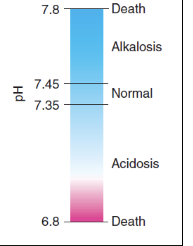 <p>Normal blood pH is 7.35 to 7.45</p><ul><li><p>Death can result when pH value falls below 6.8 or rises above 7.8</p></li><li><p>Large amounts of acids and smaller amount of bases enter the blood</p><ul><li><p>Constant pH is maintained by the interactive operation of</p><ul><li><p>buffer systems</p></li><li><p>respiratory systems</p></li><li><p>urinary systems</p></li></ul></li></ul></li></ul><p></p>