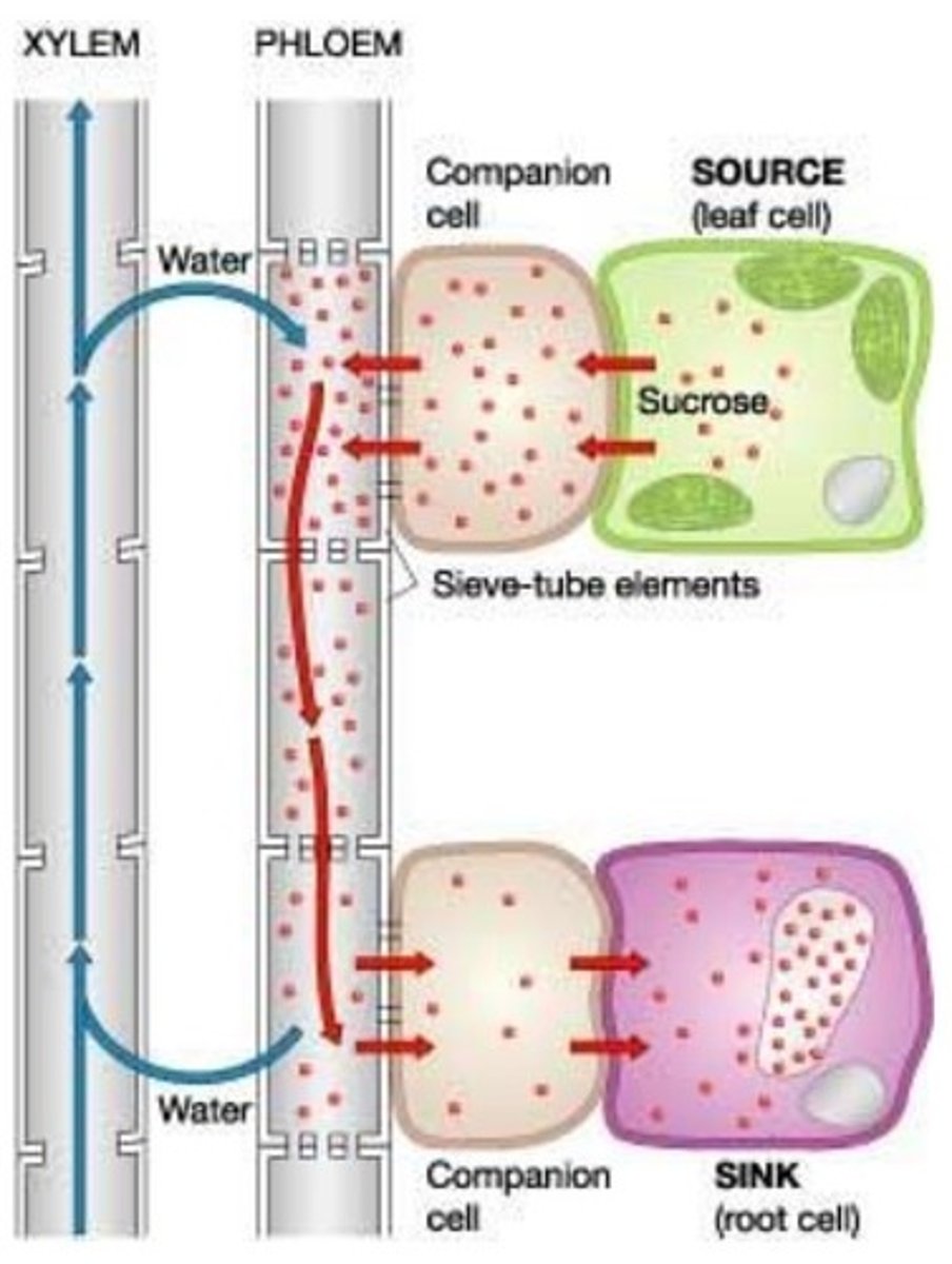 <p>1. Sugars are produced in the leaves (photosyntheis)</p><p>2. Sugar is transported into companion calls vis ACTIVE TRANSPORT or a POLYMER TRAP MECHANISM</p><p>3. Water moves passively into sieve tube member from xylem by OSMOSIS</p><p>4. High turgor pressure causes pressure-flow</p><p>5. Sugar actively unloaded at sink</p>