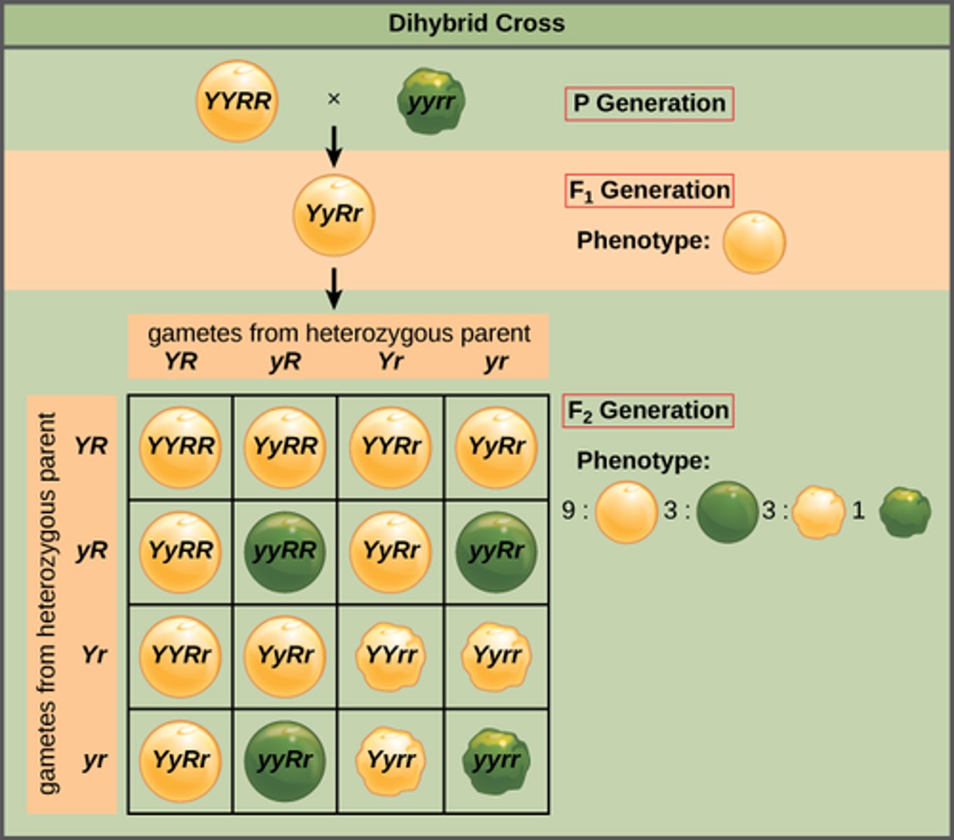 <p>law of independent assortment</p><p>(Note: genes for different traits form different combinations - assort independently)</p>