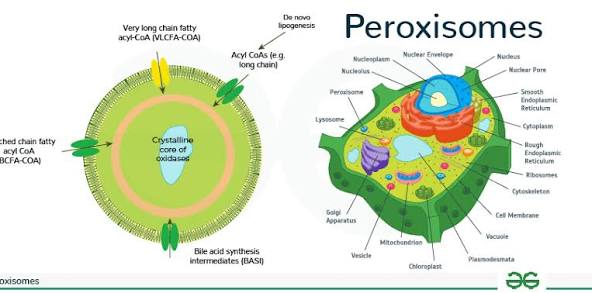 <p><strong>Self-replicating oxidative organelles </strong></p><ul><li><p>aid in digestion</p></li><li><p>originate at the ER </p></li><li><p>contain enzymes that digest and then oxidize certain toxic molecules</p></li><li><p>break down fatty acids</p></li><li><p>produce cholesterol and some lipids</p></li></ul><p></p>