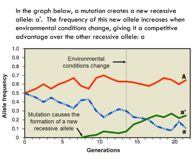 <ul><li><p>Mutations can therefore change the frequency of existing alleles by competing with them.</p></li><li><p>Recurrent spontaneous mutations may become common in a population if they are not harmful and are not eliminated.</p></li></ul>