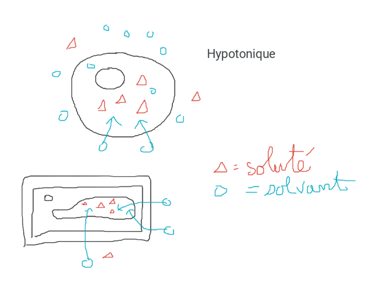 <p>A l'extérieur de la cellule</p><p>Haute concentration en solvant</p><p>Faible concentration en soluté</p><p>A l'intérieur de la cellule</p><p>Faible concentration en solvant</p><p>Haute concentration en soluté</p><p>A l'aide de l'osmose, l'eau se déplace du milieu le plus concentré vers le milieu le moins concentré, alors la cellule gonfle car elle accumule de l'eau</p>