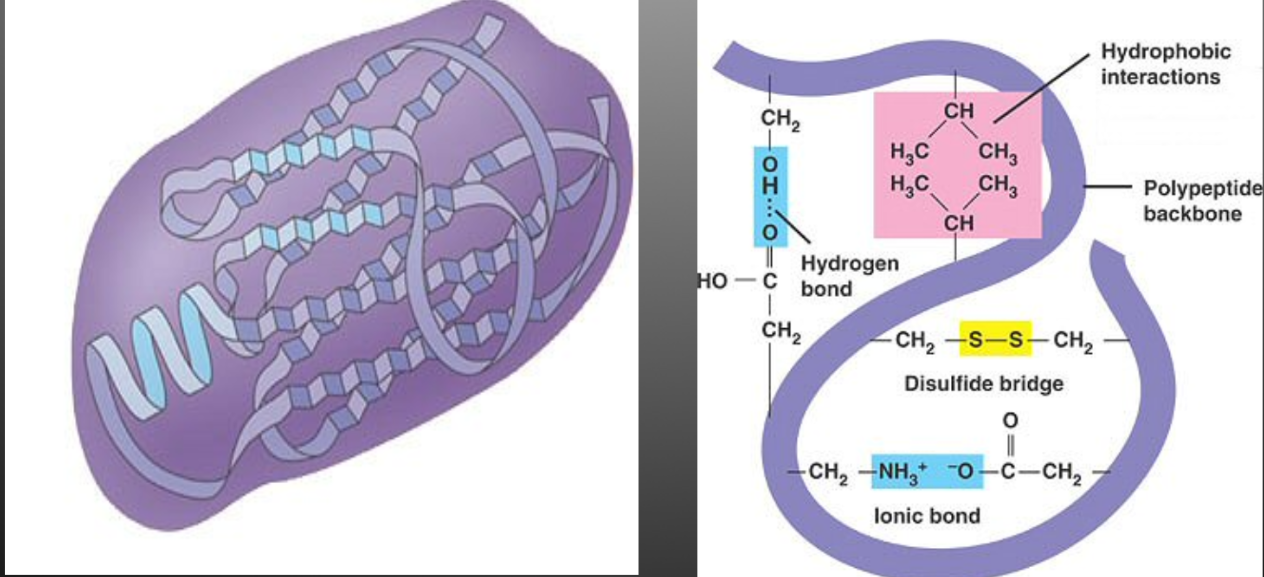<ul><li><p>The polypeptide chain continues to bend, fold and contort itself as a <strong>result of the interaction between the “R” groups.&nbsp;</strong></p></li><li><p>Polar, non-polar and ionic “R” groups interact to form <strong>hydrogen, covalent, and ionic bonds&nbsp;</strong></p></li><li><p>Forms a <strong>large globular </strong>arrangement&nbsp;</p></li><li><p>EG. Amino acid cysteine contains a sulfur atoms that will form a <strong>disulphide bridge</strong> with another cysteine atom</p></li></ul><p></p>