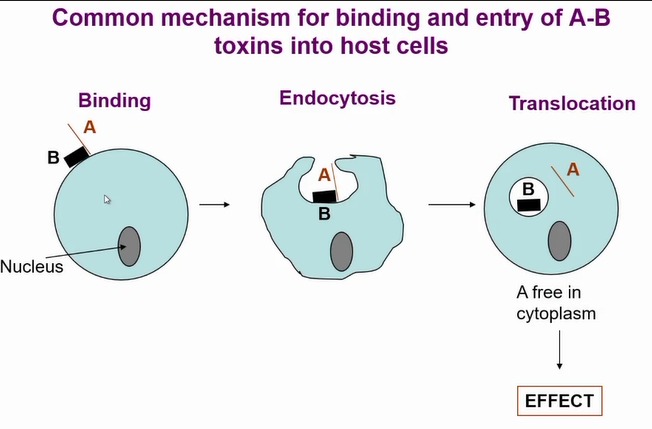 <p>Common mechanism of entry for the toxins</p><p>B section mediates entry to cell</p><p>Once toxin is in the endosome the PH drop causes a change in the toxin and A portion travels into the cell and A portion is now active</p><p></p><p>there is a huge diversity of AB toxins due to receptors they bind to = very specific</p>