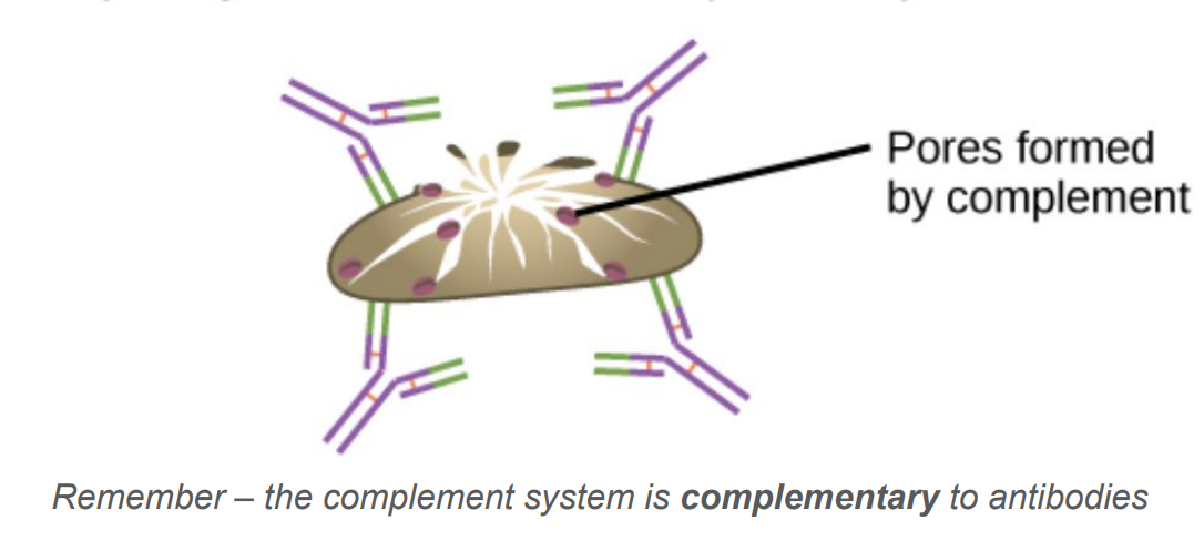 <p>One of the three ways antibodies destroy pathogens.</p>
