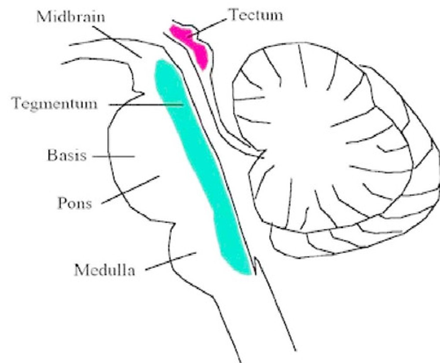 <p>superior and inferior colliculus</p>