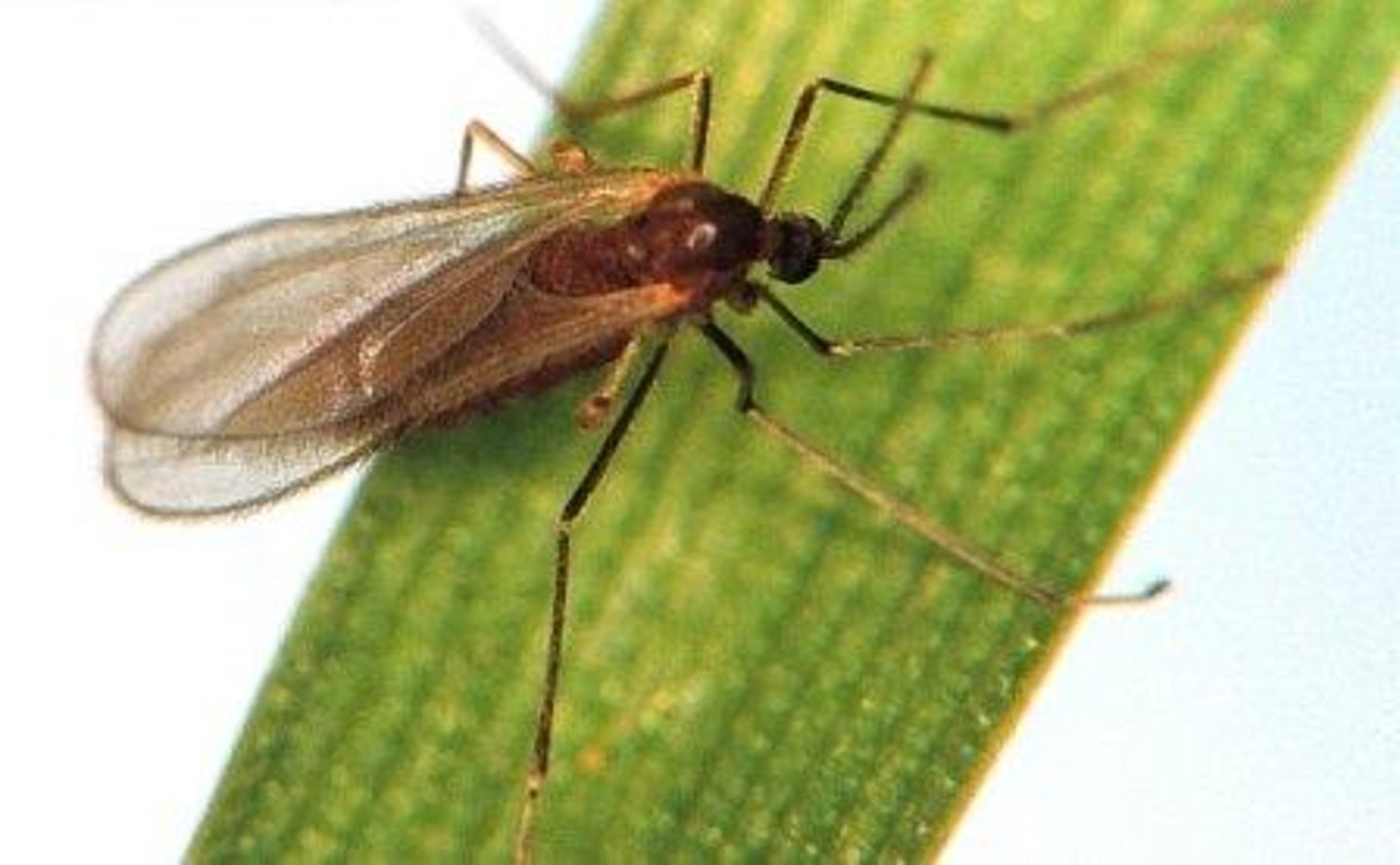 <p>major pest of what</p><p>- of economic and medical importance</p><p>- Order Diptera</p>