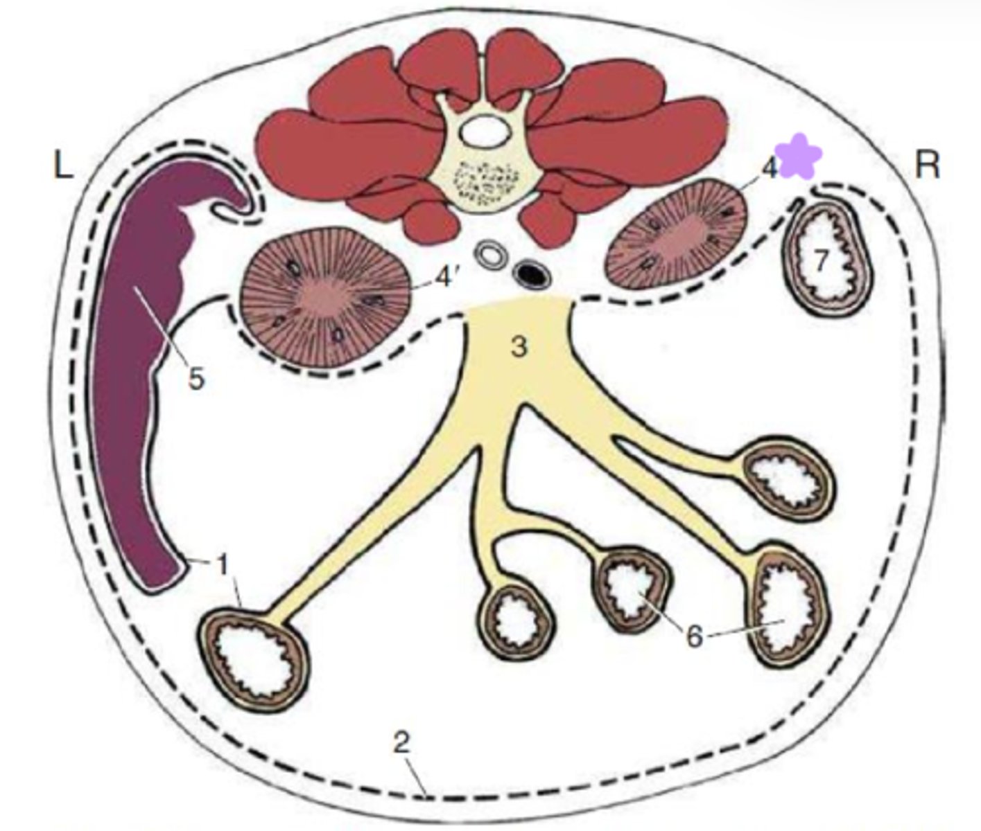 <p>Peritoneal lining:</p><p>4 and 4'</p><p>Located behind the peritoneum</p>