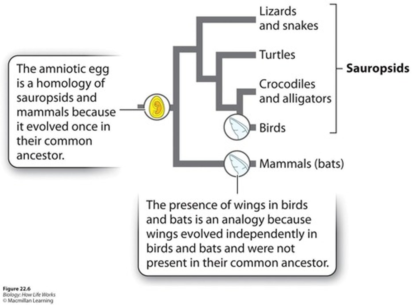 <p>A group that does not include the most recent common ancestor of its members.</p>