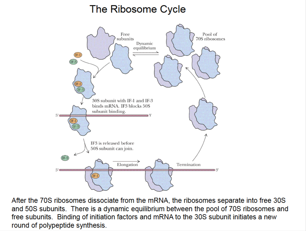 <ul><li><p>Multiple ribosomes can bind to same mRNA.</p></li><li><p>Dynamic equilibrium between 70S and free subunits.</p><ul><li><p>Free 30S subunits start initiation all over again.</p></li></ul></li></ul><p></p>