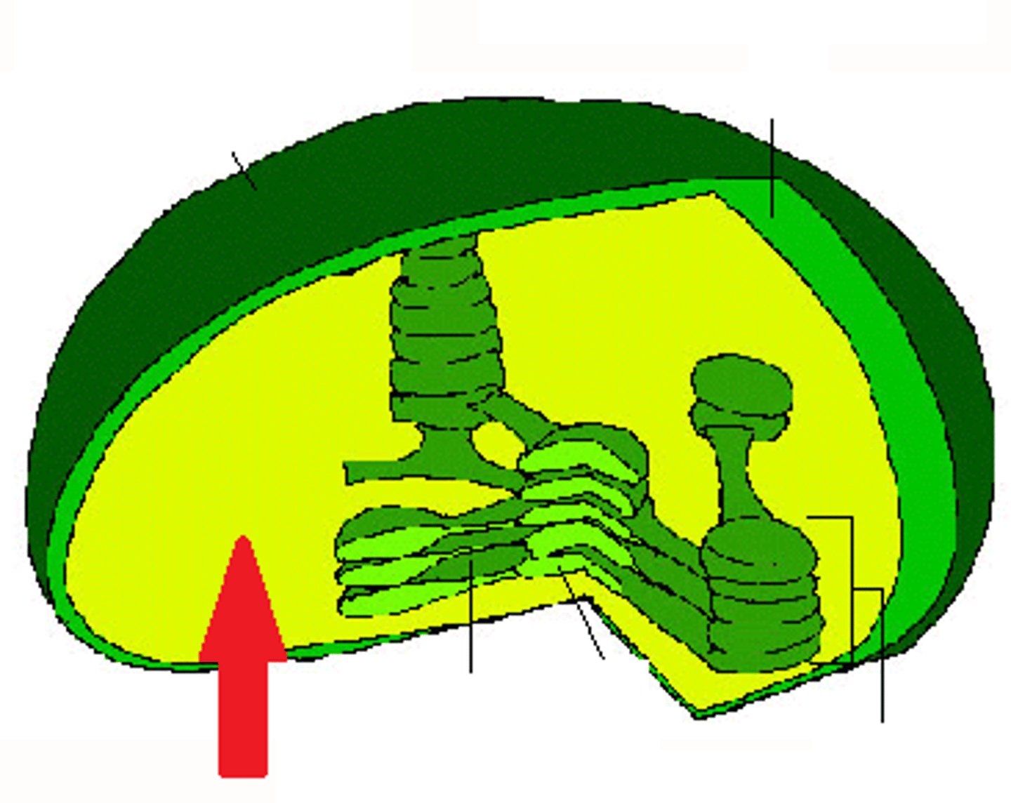 <p>Fluid portion of the chloroplast; outside of the thylakoids</p>