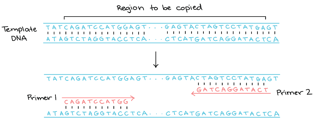 <p>short sequence of nucleotides (20 bp in length see “oglionucleotide”) </p>