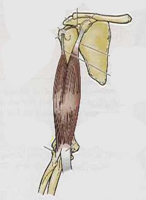 <p>What muscle is this?</p>