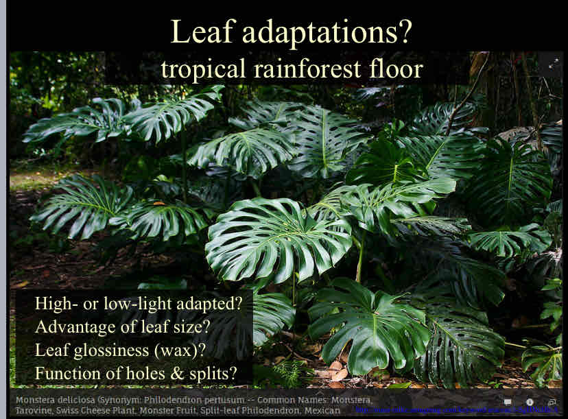 <p>Leaf Adaptations (Rainforest Floor)</p>