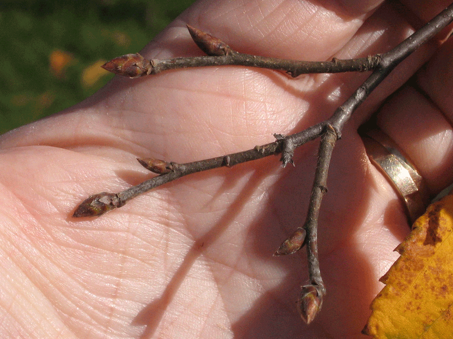 <p>marsescent, thin twigs, doubly serrate fuzzy leaves, flakey scratched bark, alternate Bud: green and red scaled, small pointed</p>