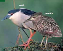 <p><span><span>Nycticorax nycticorax </span></span></p>