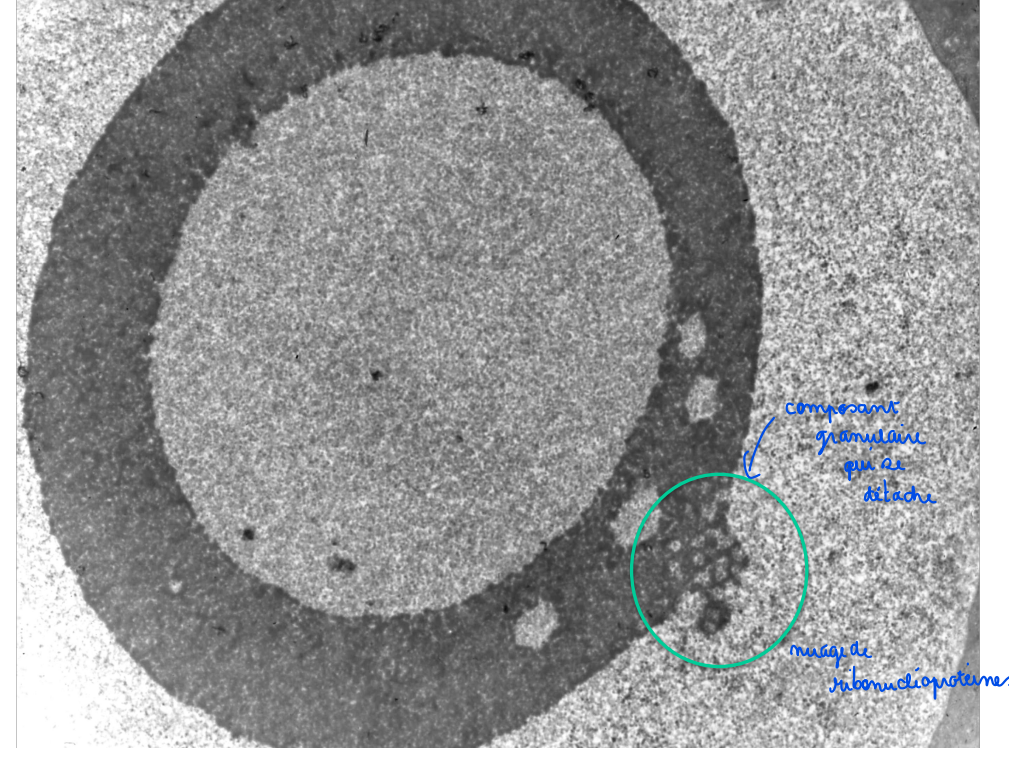 Identifiez les différents éléments 
