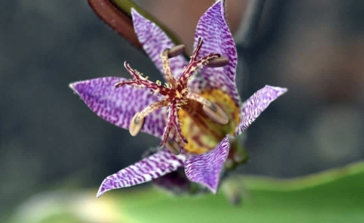 Flower 147