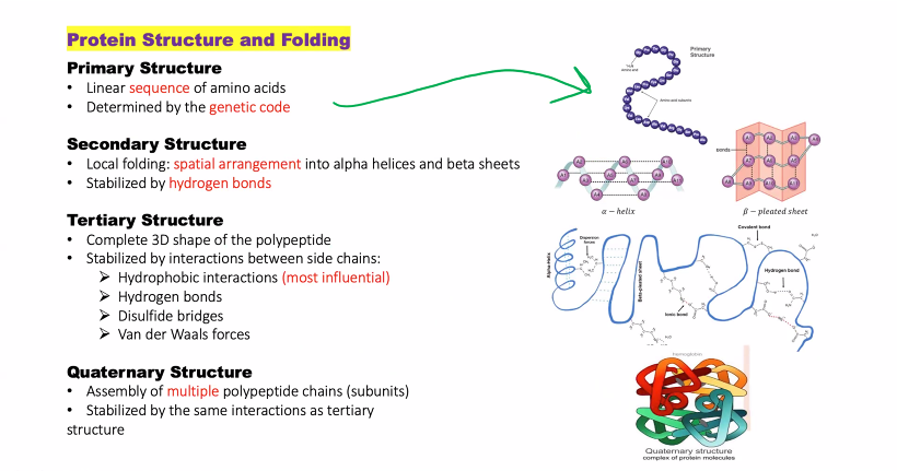 <p>the red stuff is the stuff you need to know. </p><p>hydrophobic bonds are the most influential</p><p>quaternary and tertiary bonds are the most stable. </p>