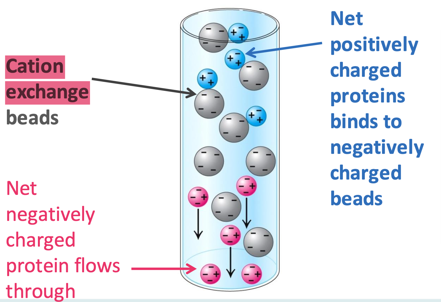 <p>Binds only net +ve proteins (opposite for anion exchangers)</p><p>✦ increasing [salt] separates the tightly bound proteins. those that need higher [salt] elute last</p><p>✦ for cation exchangers, <strong>increasing pH </strong>= decrease of positive charge on the protein</p>