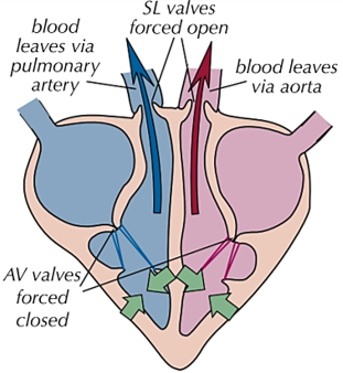 <p><u>ventricles </u><span style="color: red"><u>contract</u></span><u> and atria </u><span style="color: blue"><u>relax</u></span></p><p>-as <strong>ventricles contract</strong>, the <strong>pressure </strong><span style="color: blue"><strong>increases</strong></span></p><p>-pressure of <span style="color: purple">ventricles </span>becomes <strong>higher than</strong> pressure in <span style="color: green"><strong><u>atria</u> </strong></span>so forces <strong>atrioventricular </strong>valves <span style="color: red"><strong>shut </strong></span>to <strong>prevent backflow</strong></p><p>-pressure in <span style="color: purple">ventricles</span><span> </span>becomes <strong>higher than</strong> pressure in <span style="color: red"><strong><u>aorta + pulmonary artery</u></strong></span> which forces <strong>semi-lunar </strong>valves to <span style="color: blue"><strong>open</strong></span></p><p>-so blood is forced <strong>out into arteries</strong></p>