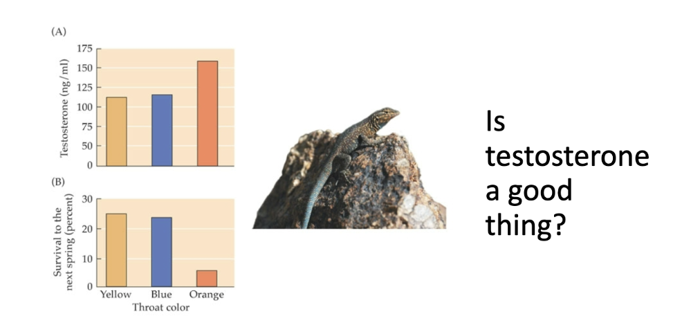 <p>info card: commonly known lizard experiment on testosterone… higher levels of testosterone can have good impacts quickly, but very detrimental long term. Testosterone causes a metabolic shift, which causes the colors… could be bc less camouflaging but mostly cuz testosterone is energetically expensive </p>