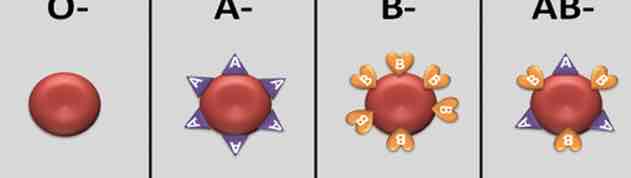 <p>0 - na powierzchni erytrocytu nie ma antygenów (a do osocza wytwarzają przeciwciała anty-a i anty-b)</p><p>A - na powierzchni erytrocytu są antygeny A (a do osocza wytwarzają przeciwciała anty-b)</p><p>B - na powierzchni erytrocytu są antygeny B (a do osocza wytwarzają przeciwciała anty-a)</p><p>AB - na powierzchni erytrocyty są antygeny A i B (a w osoczu nie ma żadnych przeciwciał)</p>
