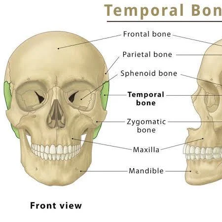 <p>Inferior lateral sides (and floor) of cranium. Contains “Mastoid Process” & “Syloid Process” attachments for muscle.</p>