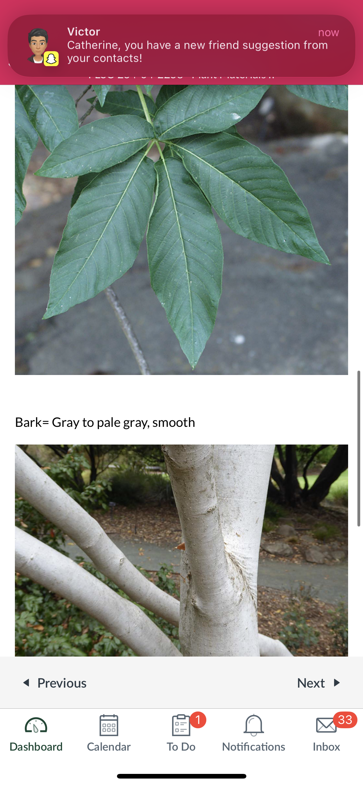 <p>California buckeye</p>