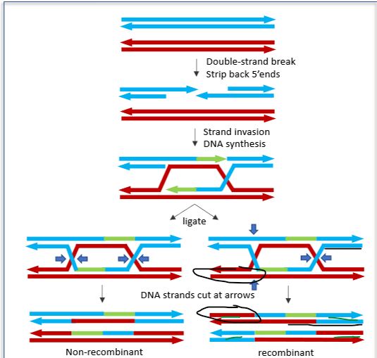 <p>→ gebeurt van leptoteen tot pachyteen (in pachyteen vervolledigd)</p><ol><li><p>2 DNA dubbelstrengen waarbij DNA DSB gevormd zijn</p></li><li><p>bij maken DSB: ontstaan van<strong> 3’ single stranded overhang</strong></p></li><li><p>3’ single stranded overhang: gaat opzoek naar intacte matrijs in homologe chromosoom</p></li><li><p>eenmaal homologie gevonden: strand invasion + DNA synthese proces zal optreden:&nbsp;</p></li></ol><ul><li><p>vorming displacement loop, wordt uitgebreid dmv DNA synthese, fragmentjes worden aan elkaar geligeerd → krijgen double holiday junction</p></li></ul><ol start="5"><li><p>oplossen double holiday junction op twee manieren:</p></li></ol><ol><li><p>vorming non-recombinant&nbsp;</p></li><li><p>vorming recombinant</p></li></ol><p></p>