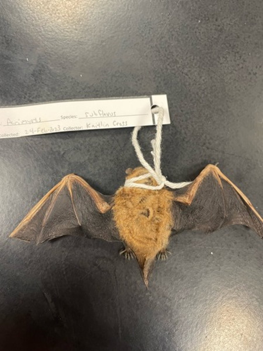 <p>Family: Vespertilionidae</p><p>Genus & Species: Perimyotis subflavus</p>