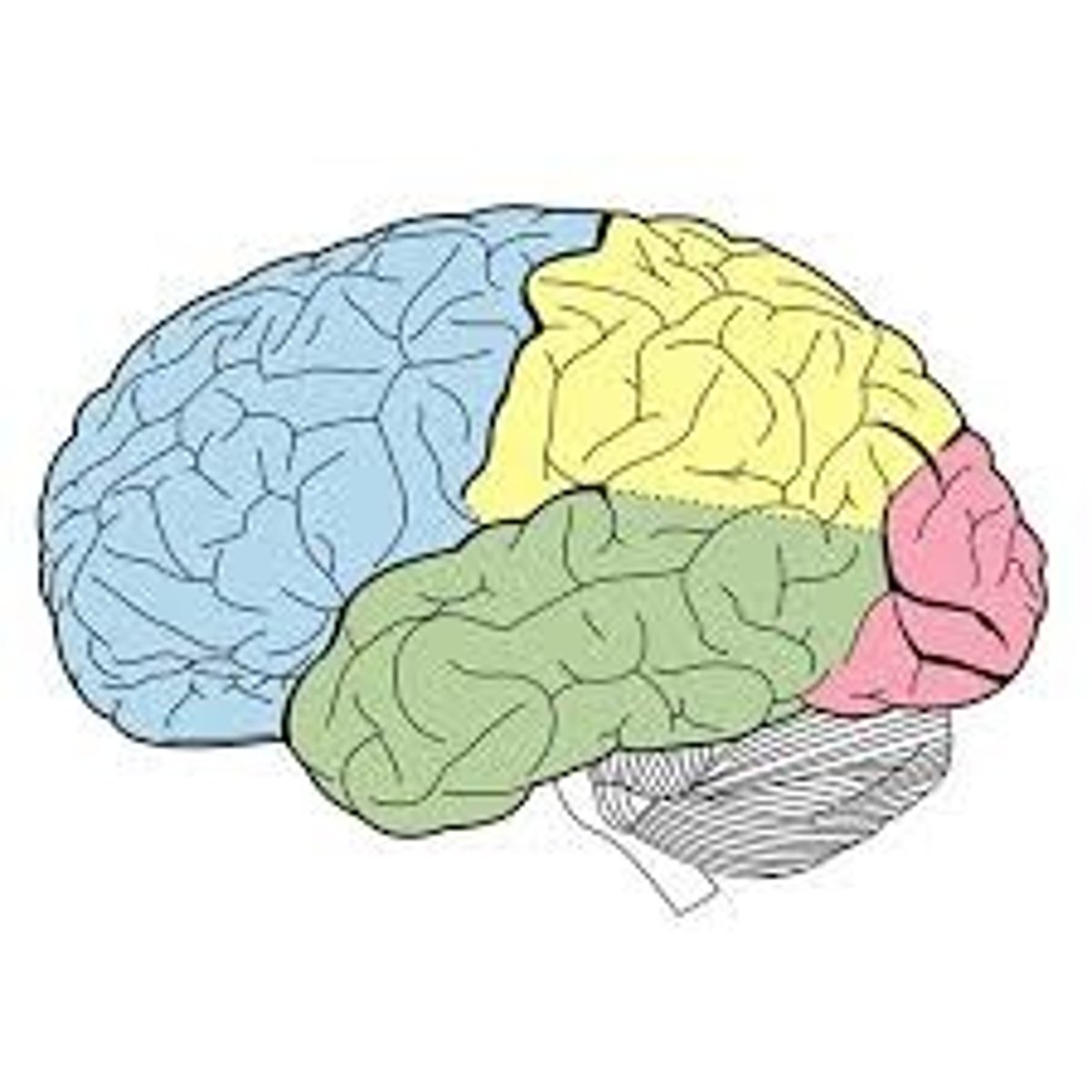 <p>What color is the temporal lobe</p>
