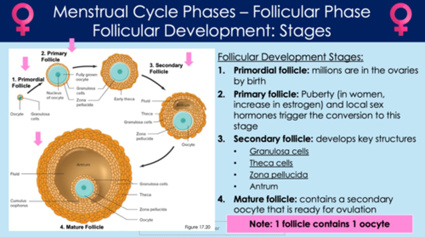 <p>- follicle that contains granulosa cells, theca cells, zona pellucida, and antrum</p>