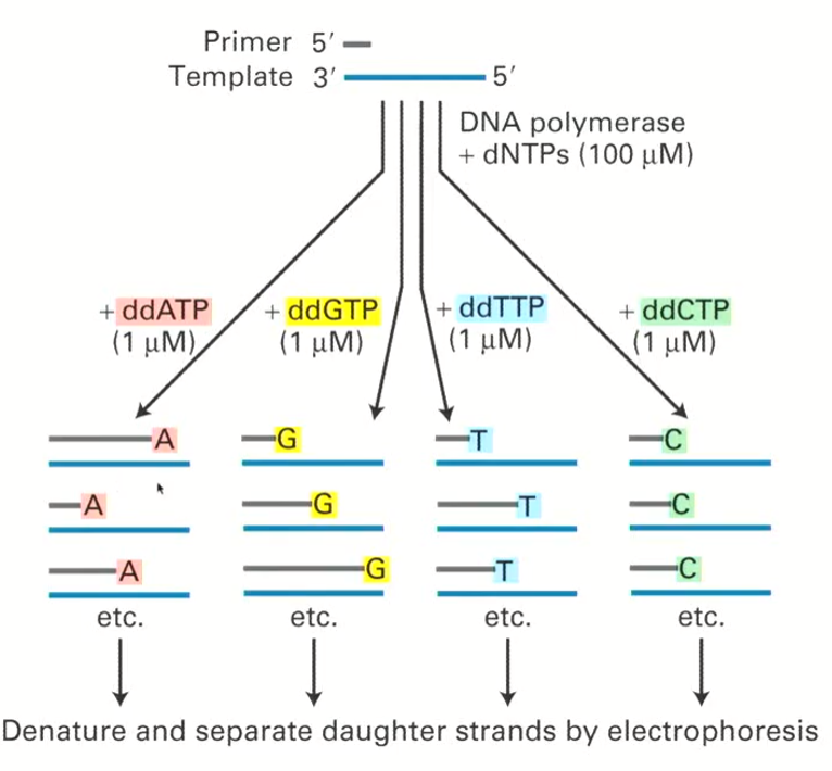 <ul><li><p>Because the ddNTPs are fluorescently different, the experiment can be done for all the ddNTPs at the same time and the ddNTP incorporated will be known by the colour</p></li></ul><p></p>