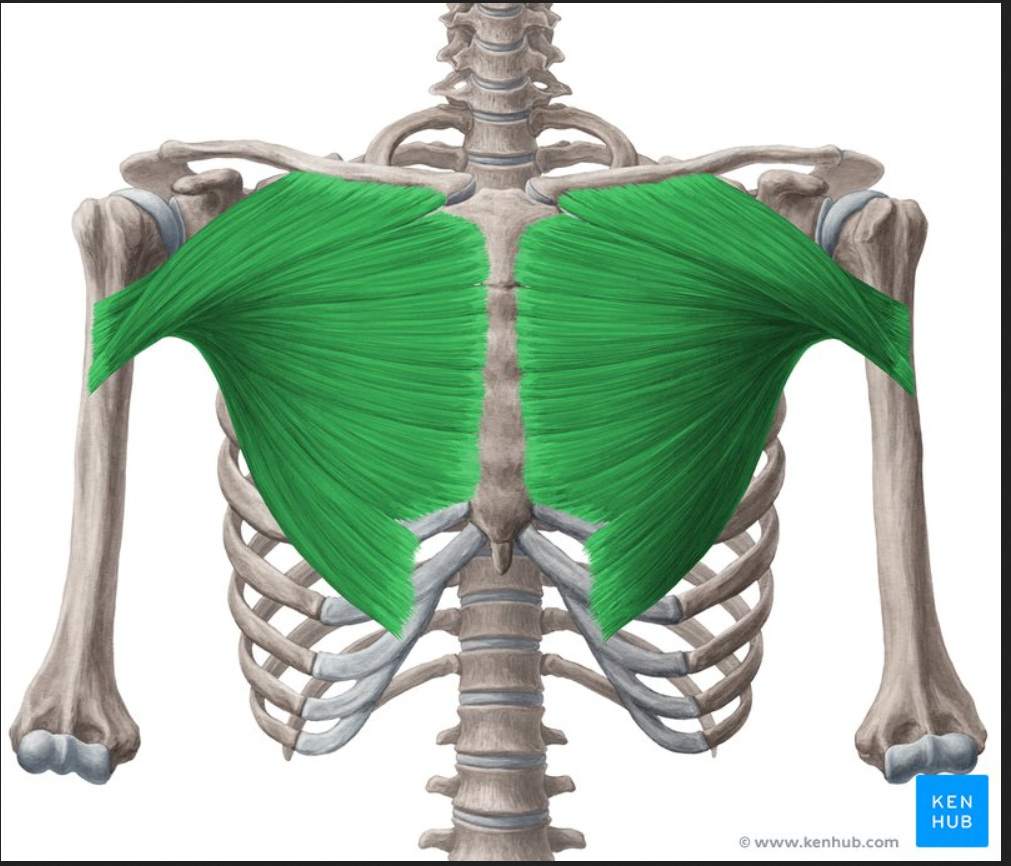 <p>Muscles of the chest, abdomen, and back:</p><p>Pectoralis major</p>