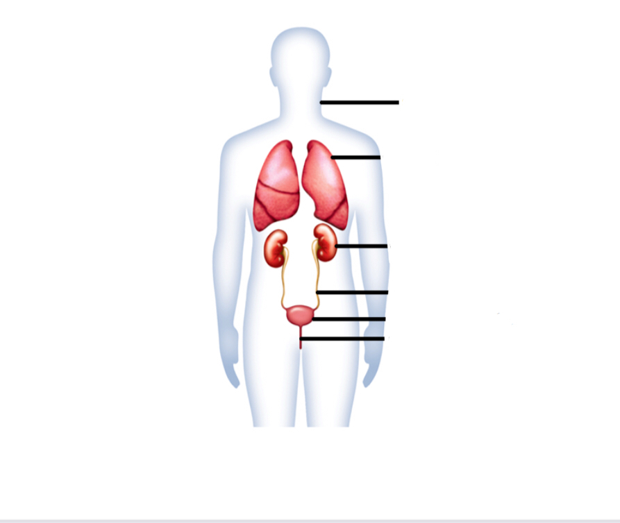 Label the excretory system structures
