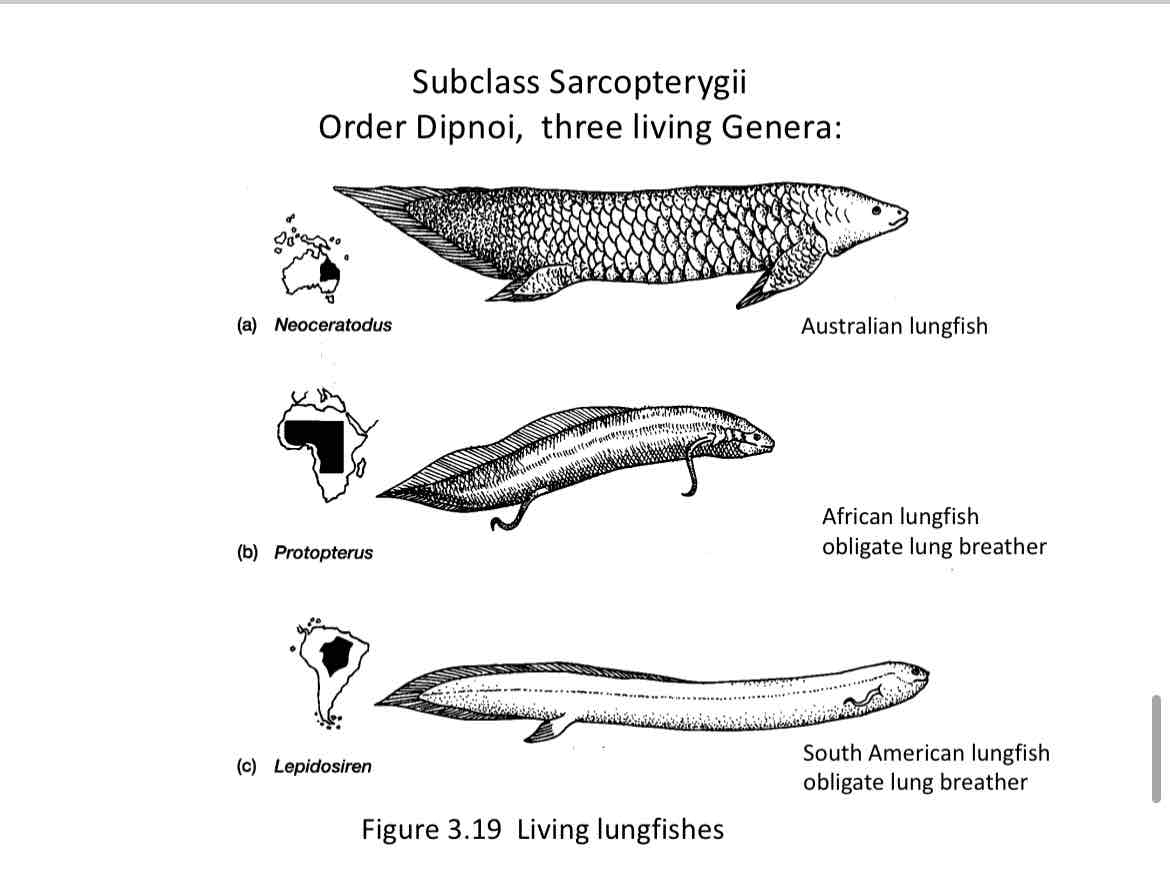 <p>Lungfishes</p>